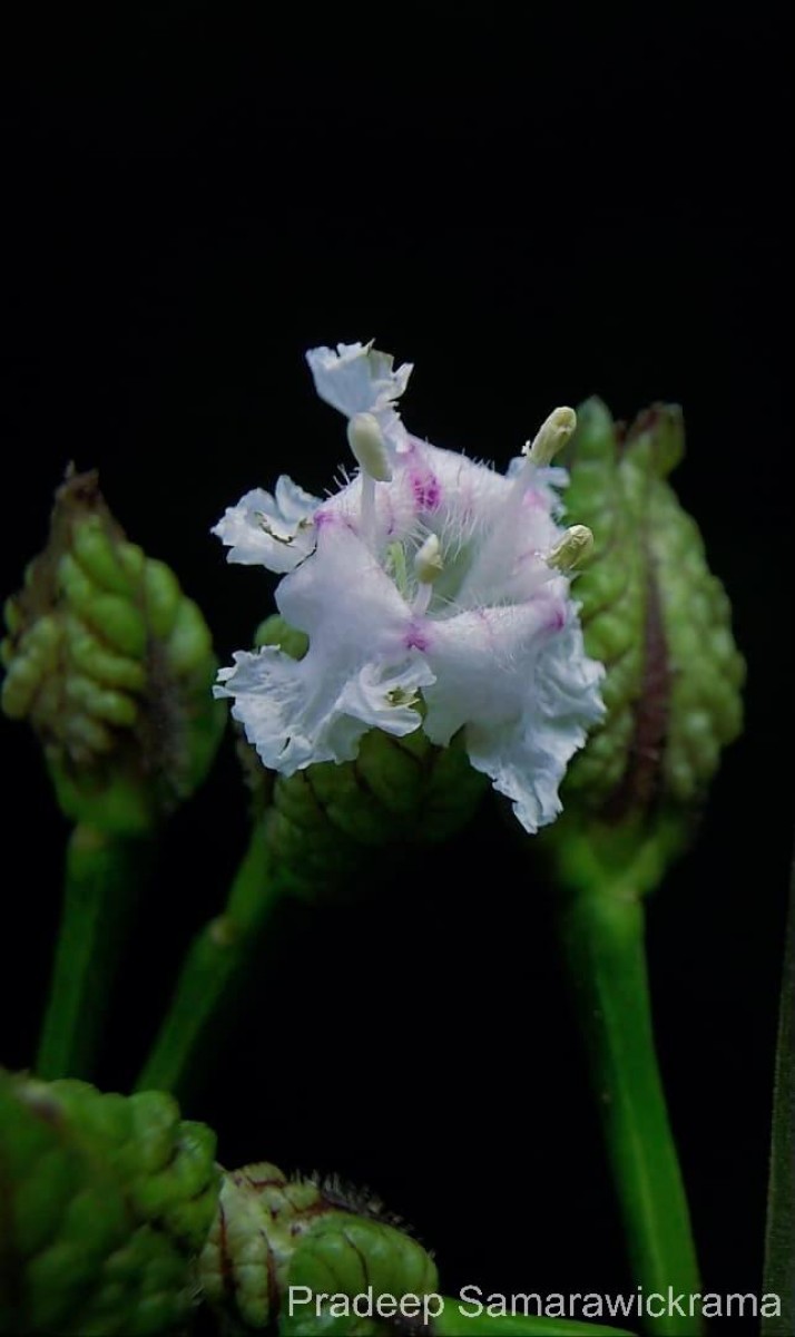 Strobilanthes walkeri Arn. ex Nees